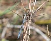 Orthetrum chrysostigma male-190192